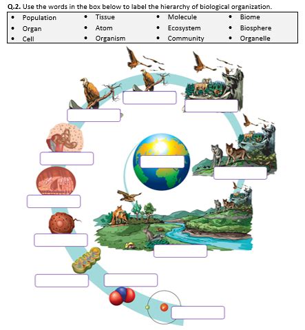 biosphere levels of ecological organization worksheet answer key